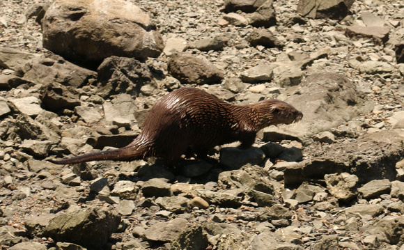 Otter, River