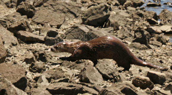 Otter, River