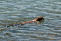 Otter, River