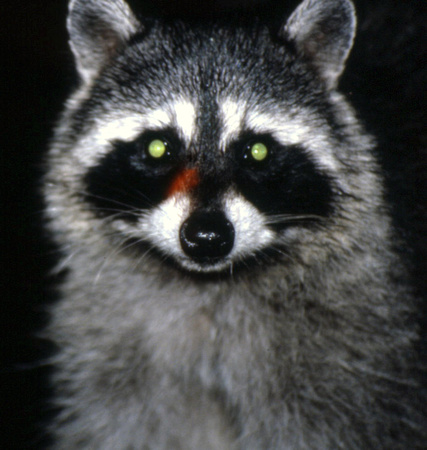 Raccoon